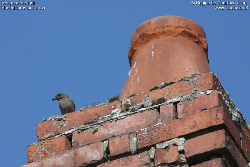 Black Redstart female, feeding habits