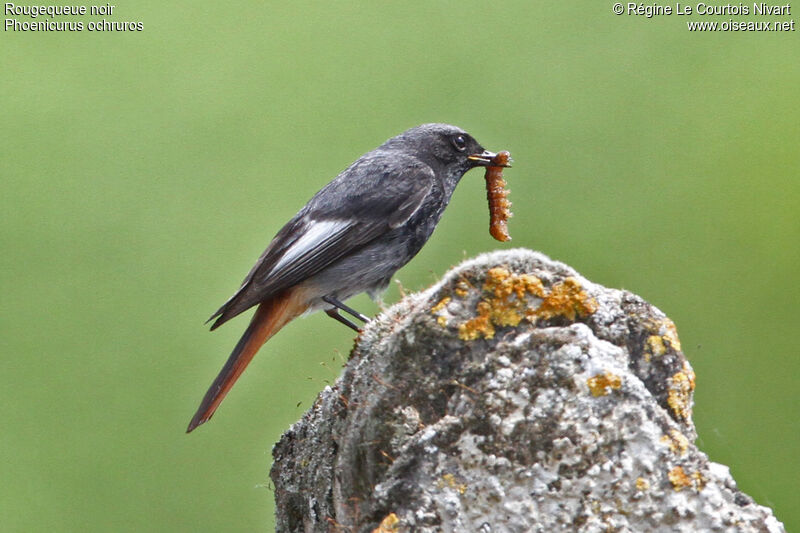 Black Redstart male adult, feeding habits