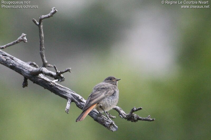 Black Redstartjuvenile