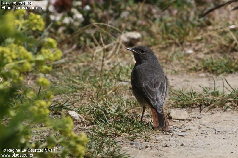 Rougequeue noir