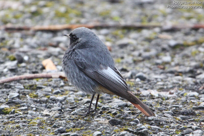 Black Redstart male