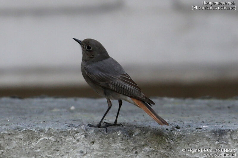 Black Redstart female