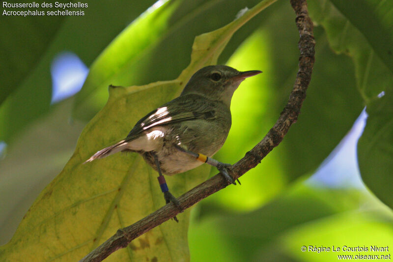 Seychelles Warbler