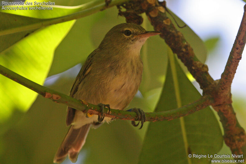 Seychelles Warbler