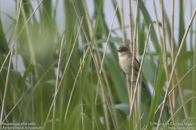 Common Reed Warbler