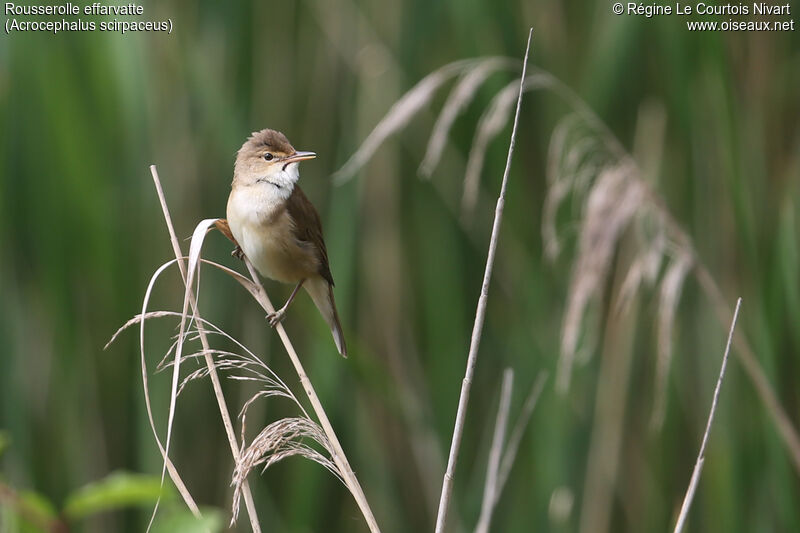 Common Reed Warbler