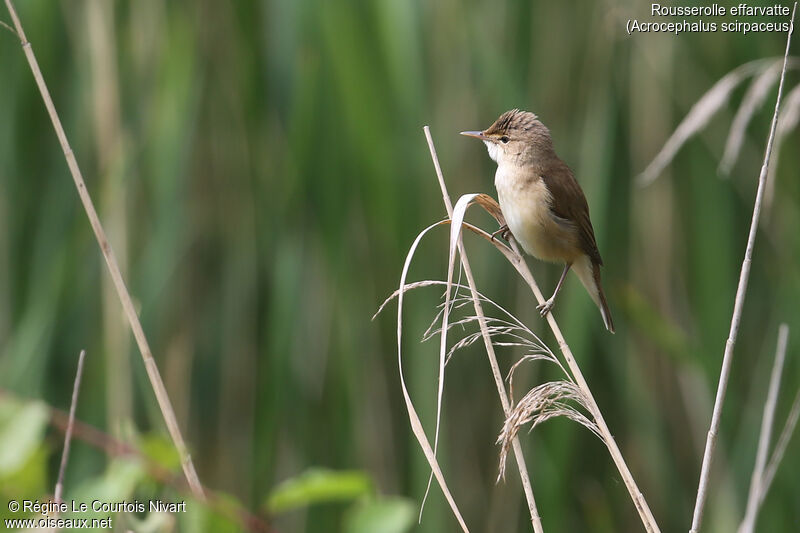 Common Reed Warbler