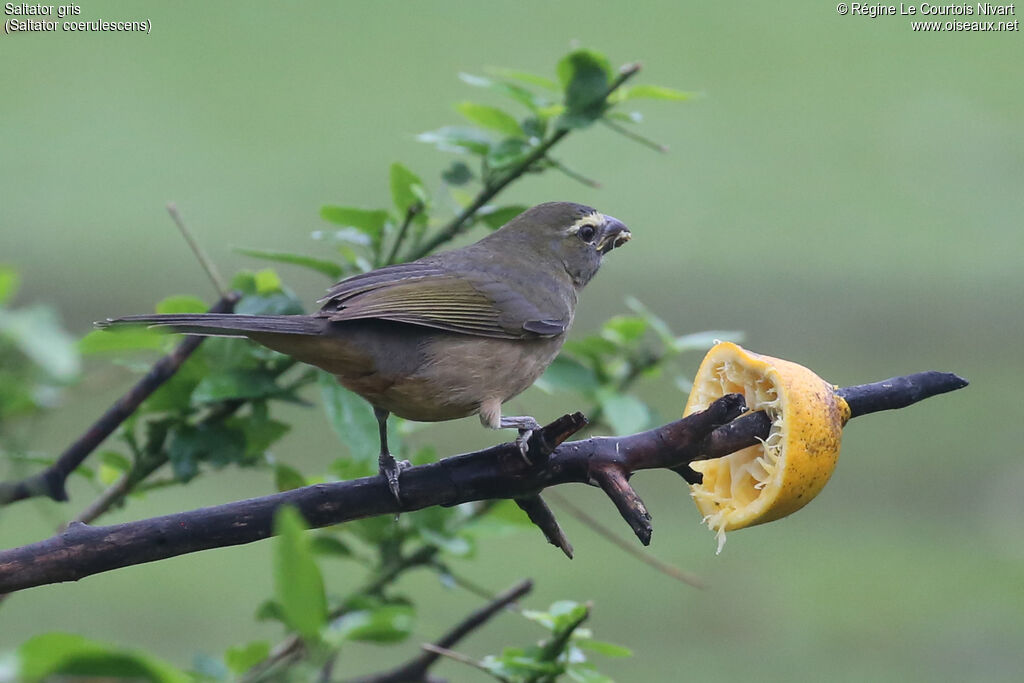 Saltator grisimmature