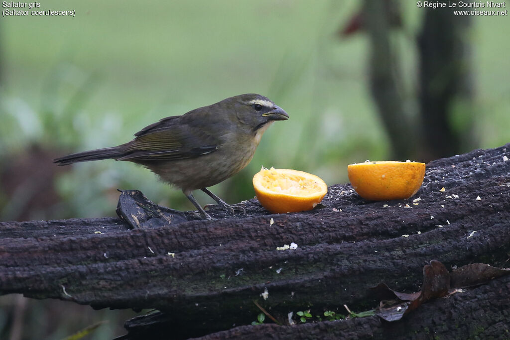 Saltator grisimmature