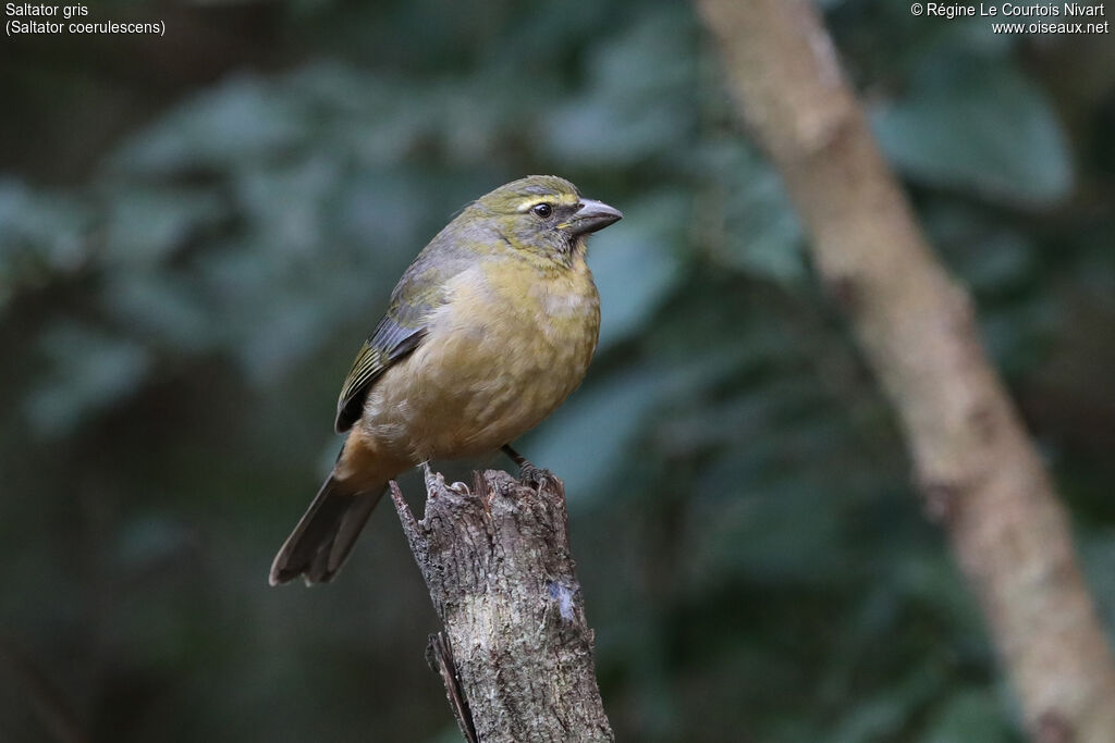 Saltator grisimmature