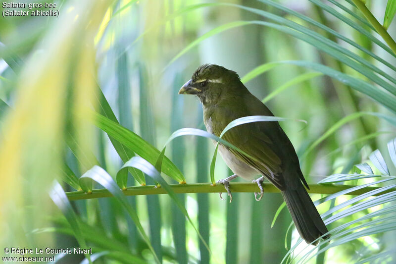 Saltator gros-bec