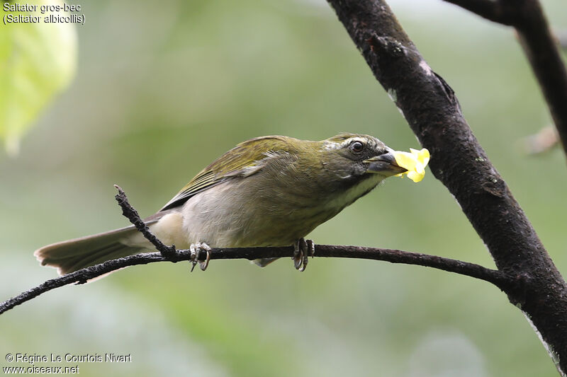 Saltator gros-bec