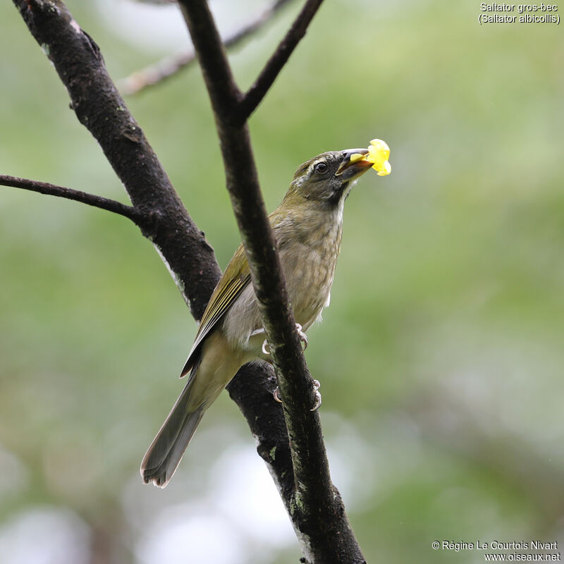 Lesser Antillean Saltator