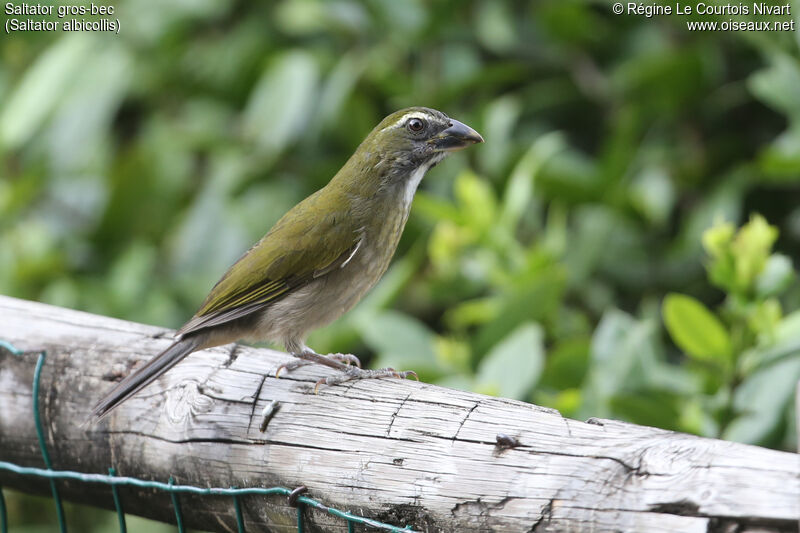 Lesser Antillean Saltator