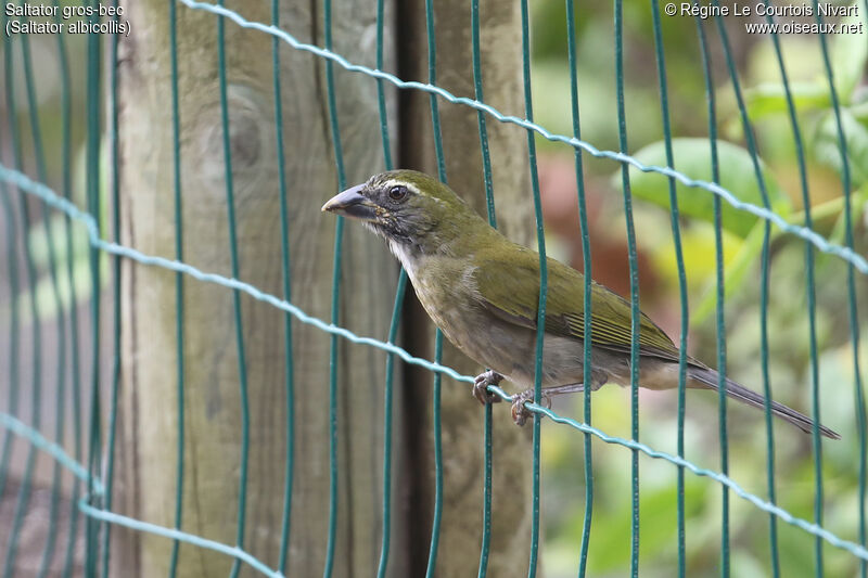 Lesser Antillean Saltator