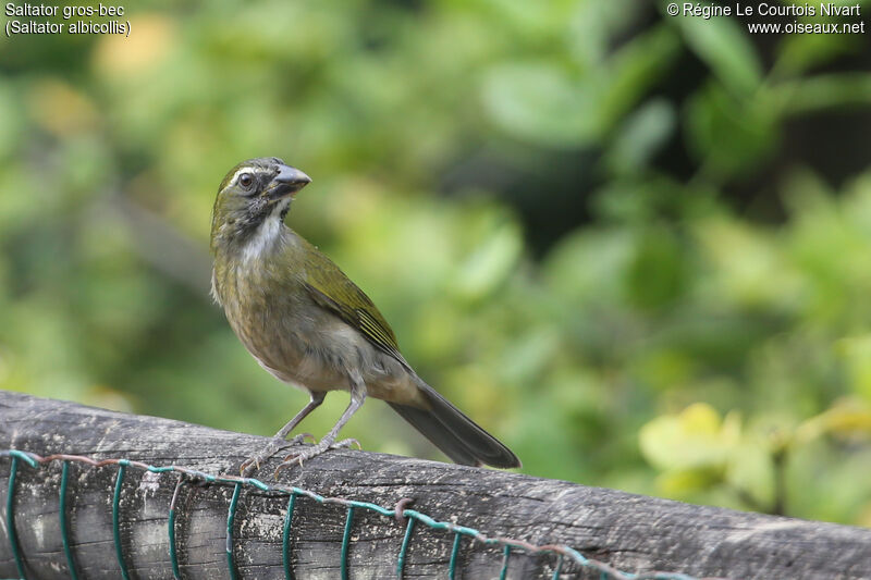 Saltator gros-bec