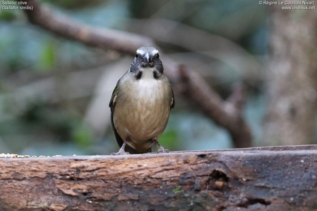Green-winged Saltator