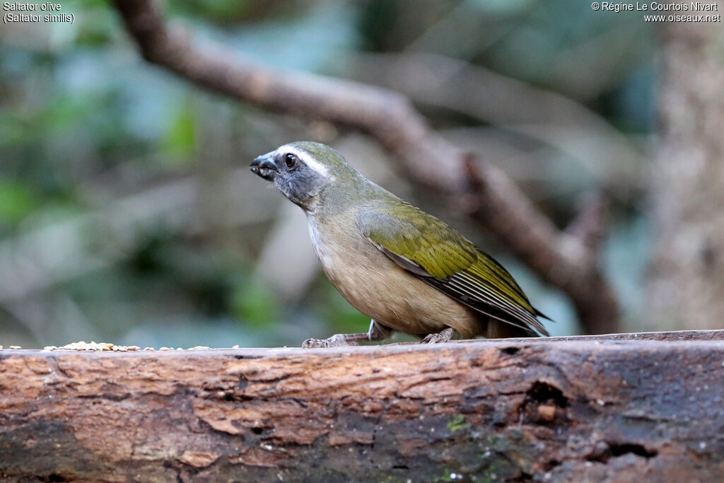Green-winged Saltator