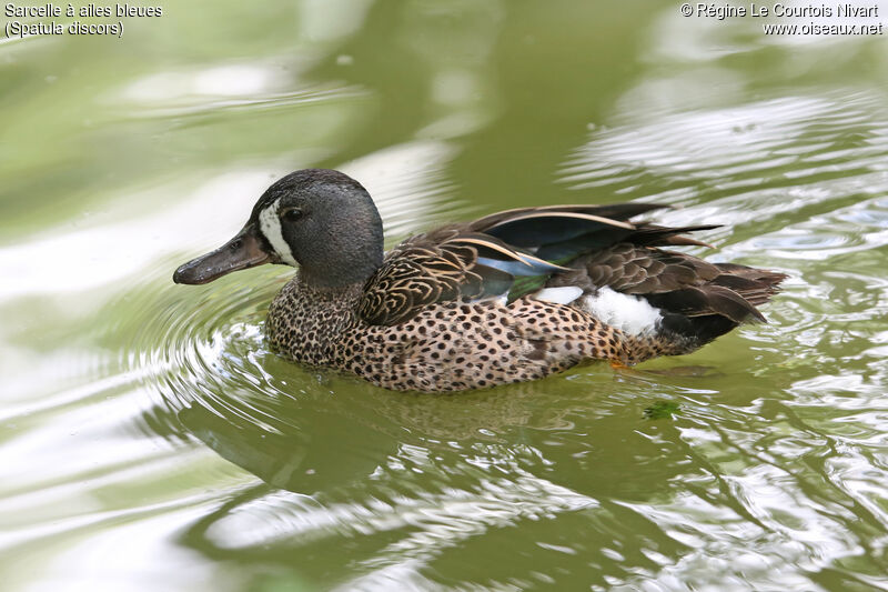 Blue-winged Teal