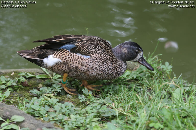 Blue-winged Teal