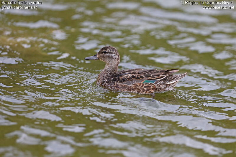 Sarcelle à ailes vertes femelle