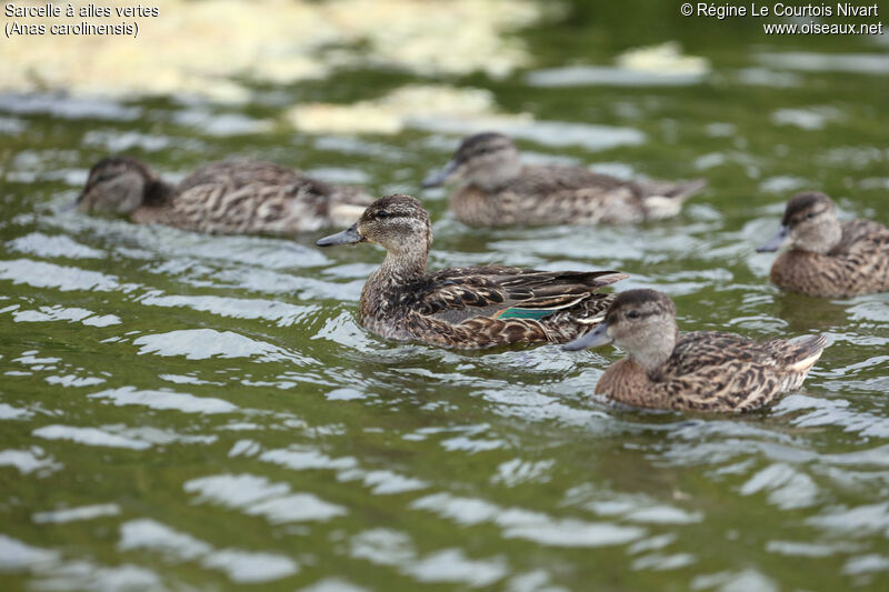 Green-winged Teal