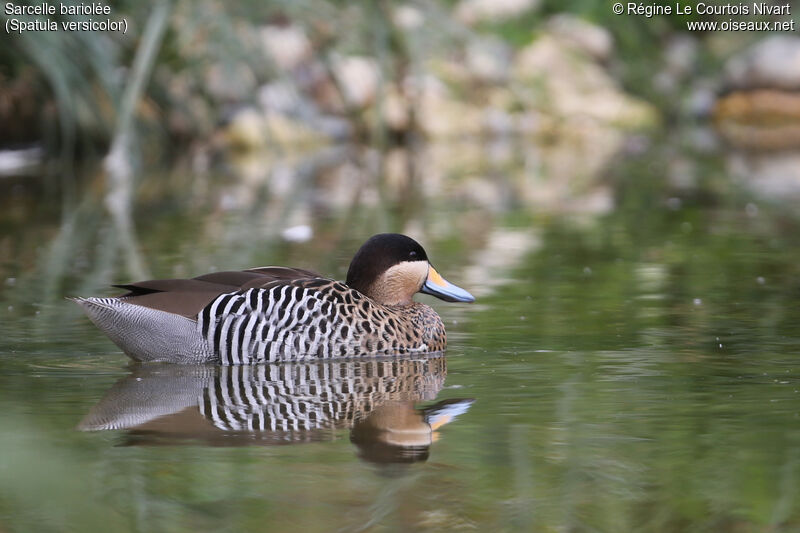 Silver Teal