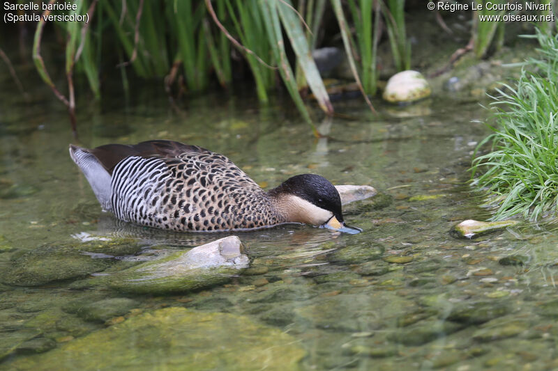 Silver Teal