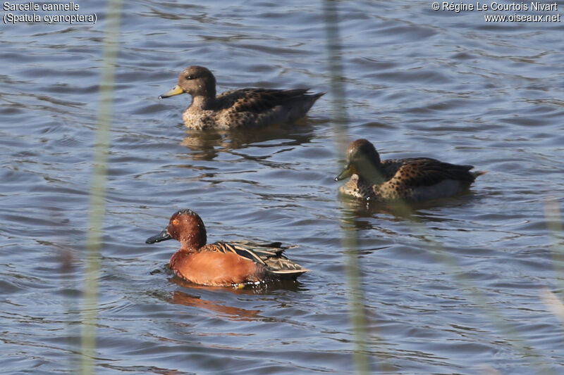 Cinnamon Teal