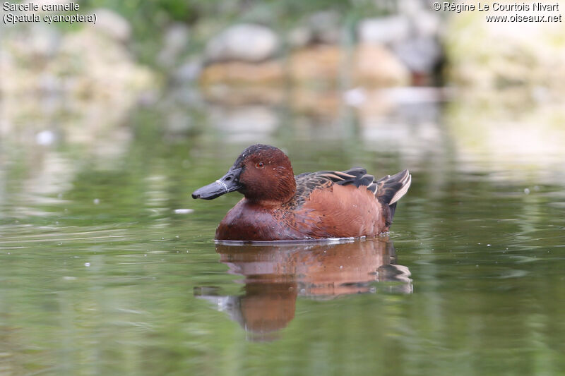 Cinnamon Teal male