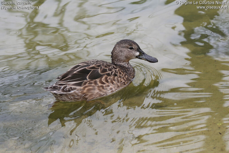 Cinnamon Teal female