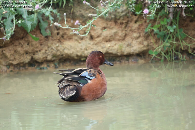 Cinnamon Teal male