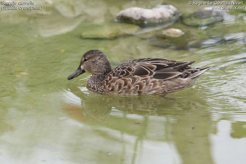 Cinnamon Teal female