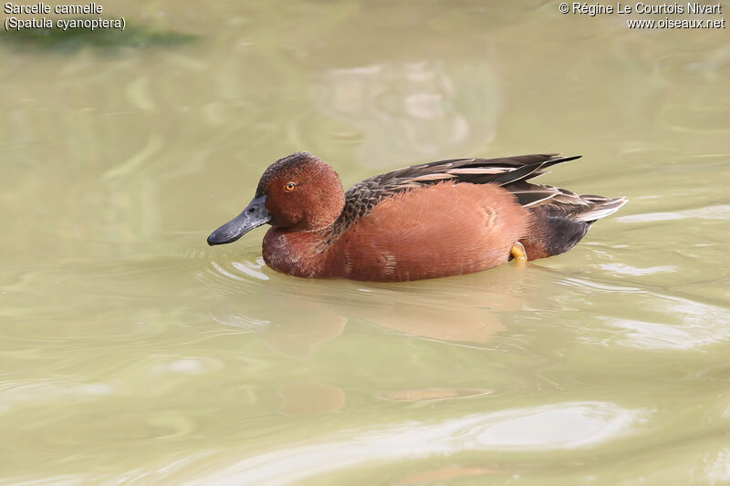 Cinnamon Teal male