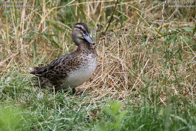 Garganey