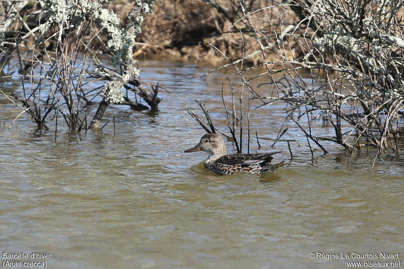 Eurasian Teal female