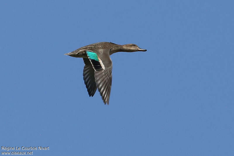 Eurasian Teal female, pigmentation, Flight