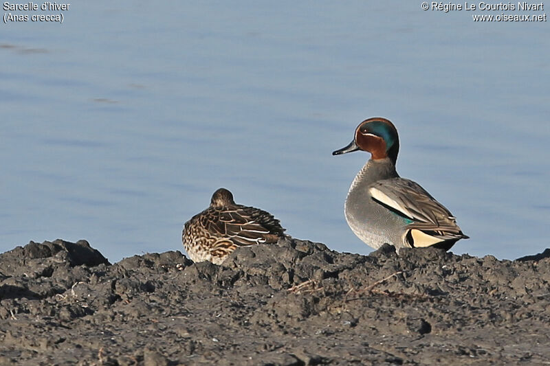 Eurasian Teal