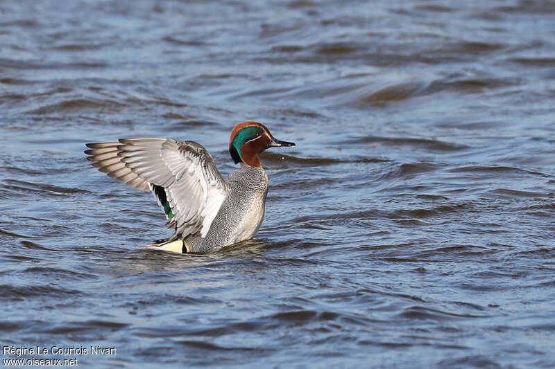 Eurasian Teal male adult breeding, aspect, pigmentation, Behaviour