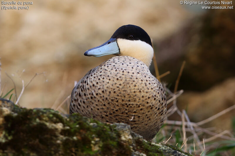 Puna Teal