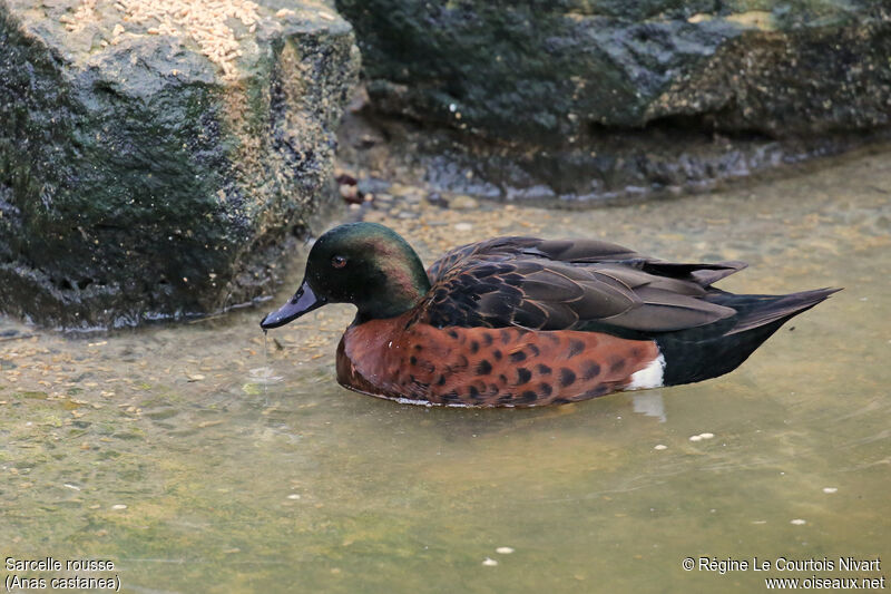 Chestnut Teal