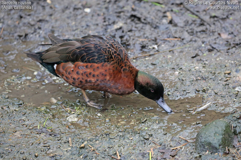 Chestnut Teal