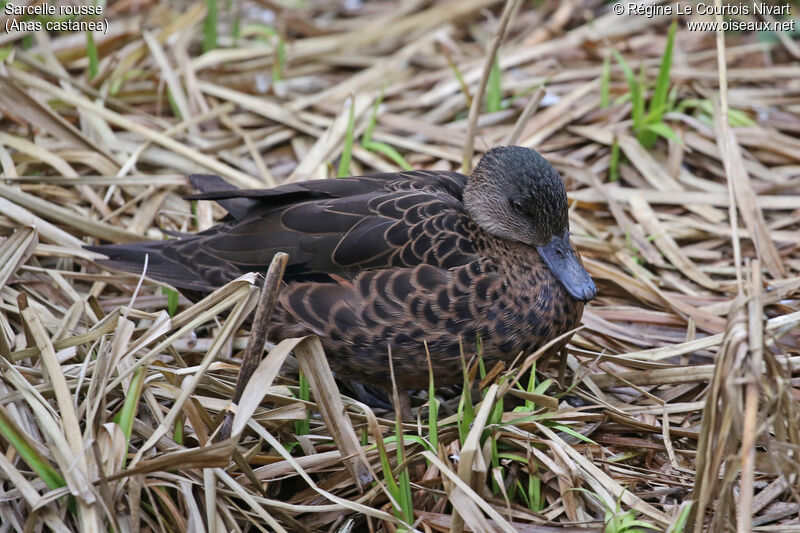 Chestnut Teal