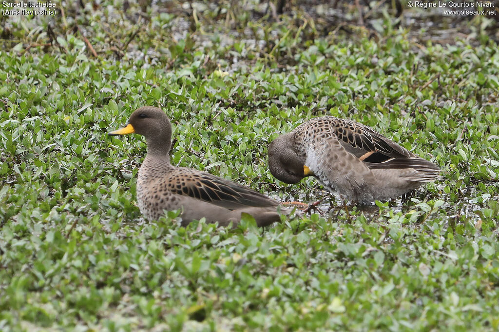 Yellow-billed Teal, care