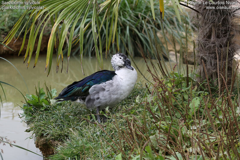 Comb Duck