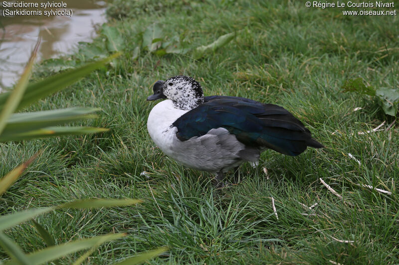 Comb Duck