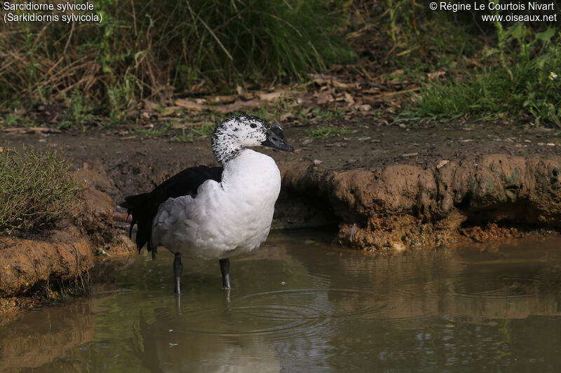 Comb Duck