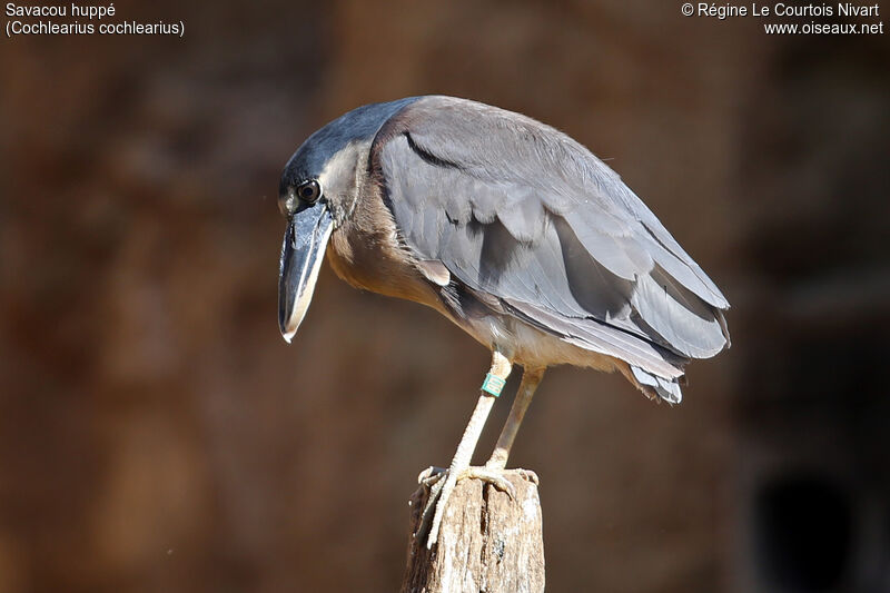 Boat-billed Heron