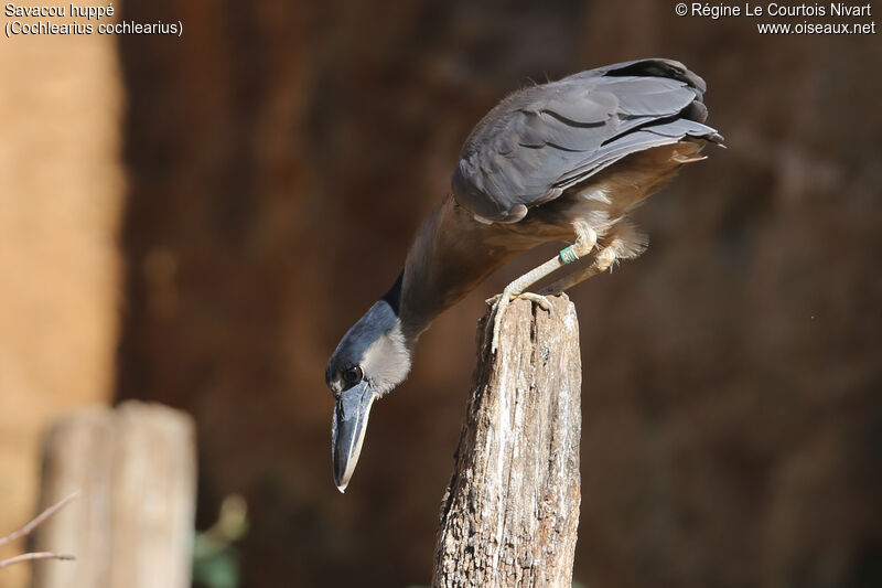 Boat-billed Heron