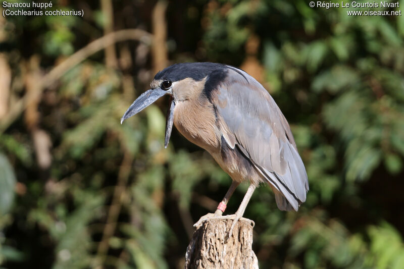 Boat-billed Heron